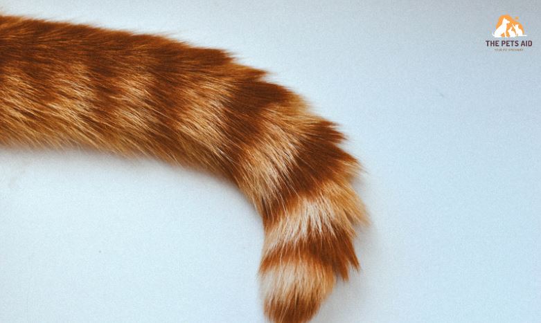 10 Things You Should Never Do to Your Cat